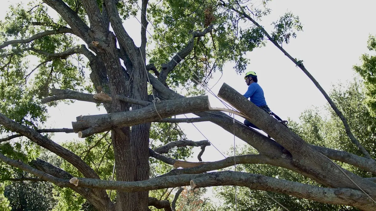 Professional Hazardous Tree Removal performed by certified arborists in Belknap